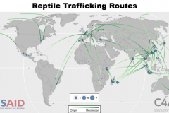 Reptiles Trafficking Routes