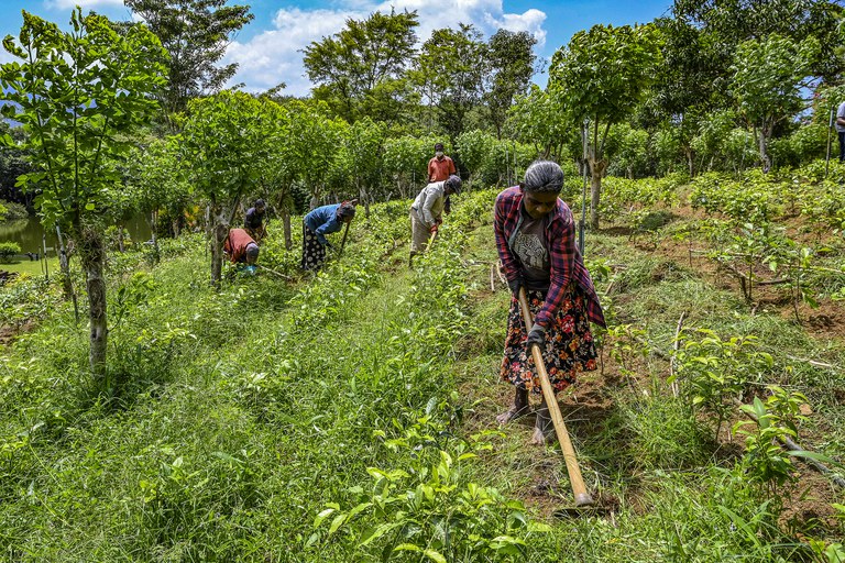 Tea pickers remove weeds at an organic tea plantation in the southern district of Ratnapura, Sri Lanka, July 31, 2021. Credit: AFP