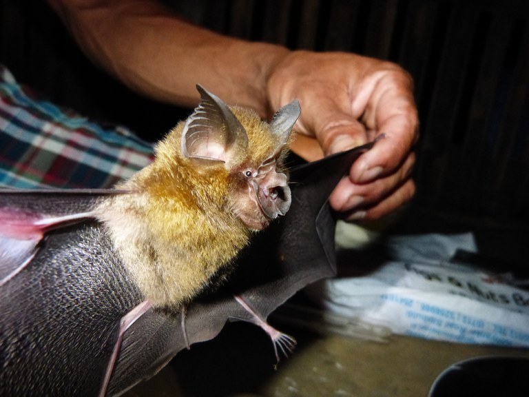 Dobson's horseshoe bat. Credit: India Biodiversity Portal