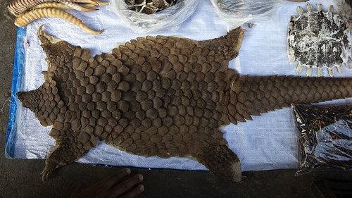 Photo by Taylor Weidman/Getty Images

The Ruthless animal cruelty by the Traditional Chinese Medicines proponents