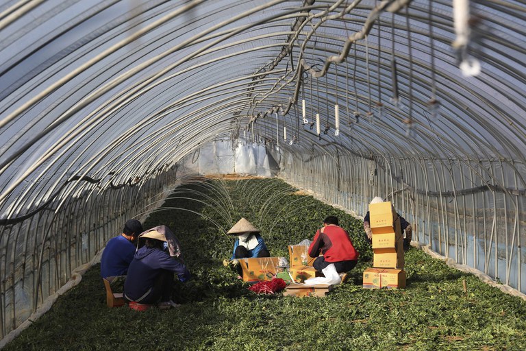 Earlier this year, Laos said it would send an additional 2,000 workers to South Korea. Some of the new Lao workers will be employed in South Korea’s agricultural sector. In this photo, migrant workers work inside a greenhouse at a farm in Pocheon, South Korea in 2021. Credit: Ahn Young-joon/AP