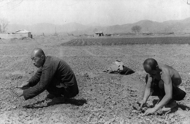 Farmers toil in the field of a collective farm near Beijing in 1950. (Pictorial Parade/Archive Photos/Getty Images)